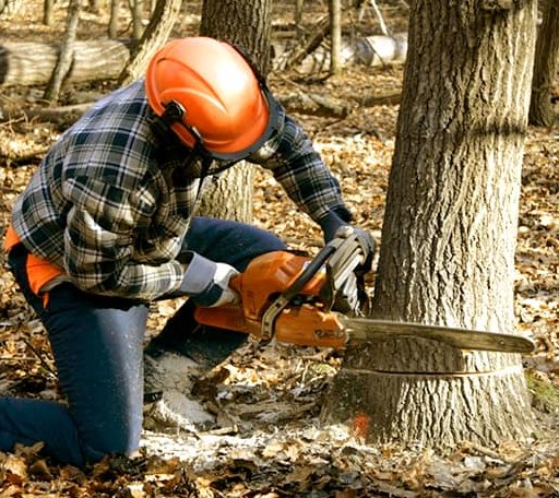 Tree Removal in The Colony, TX